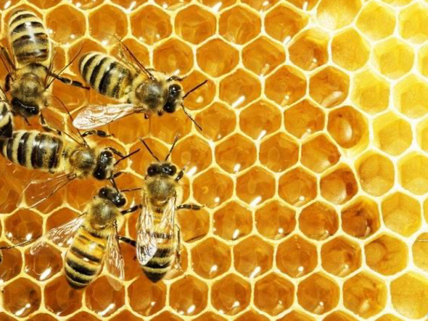 Giải mã giấc mơ thấy mật ong tại link tai Nhatvip